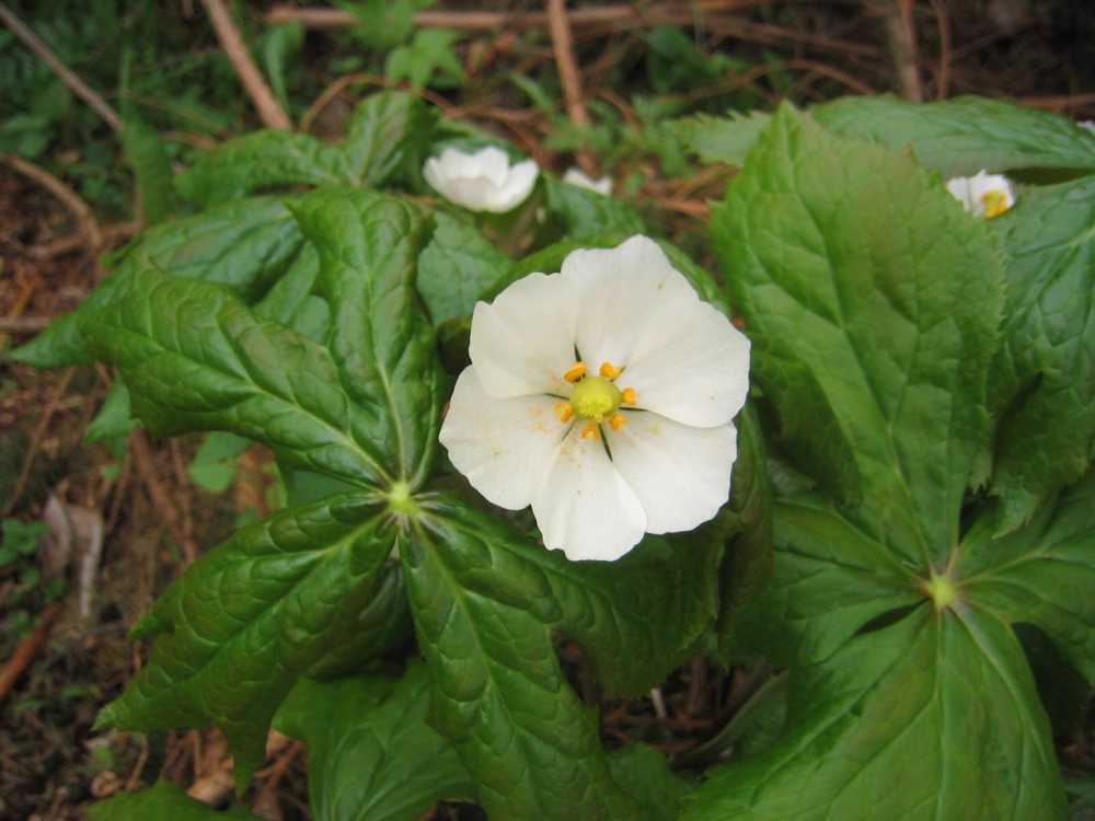 Podophyllum hexandrum (Fußblatt, Himalaya-Maiapfel)